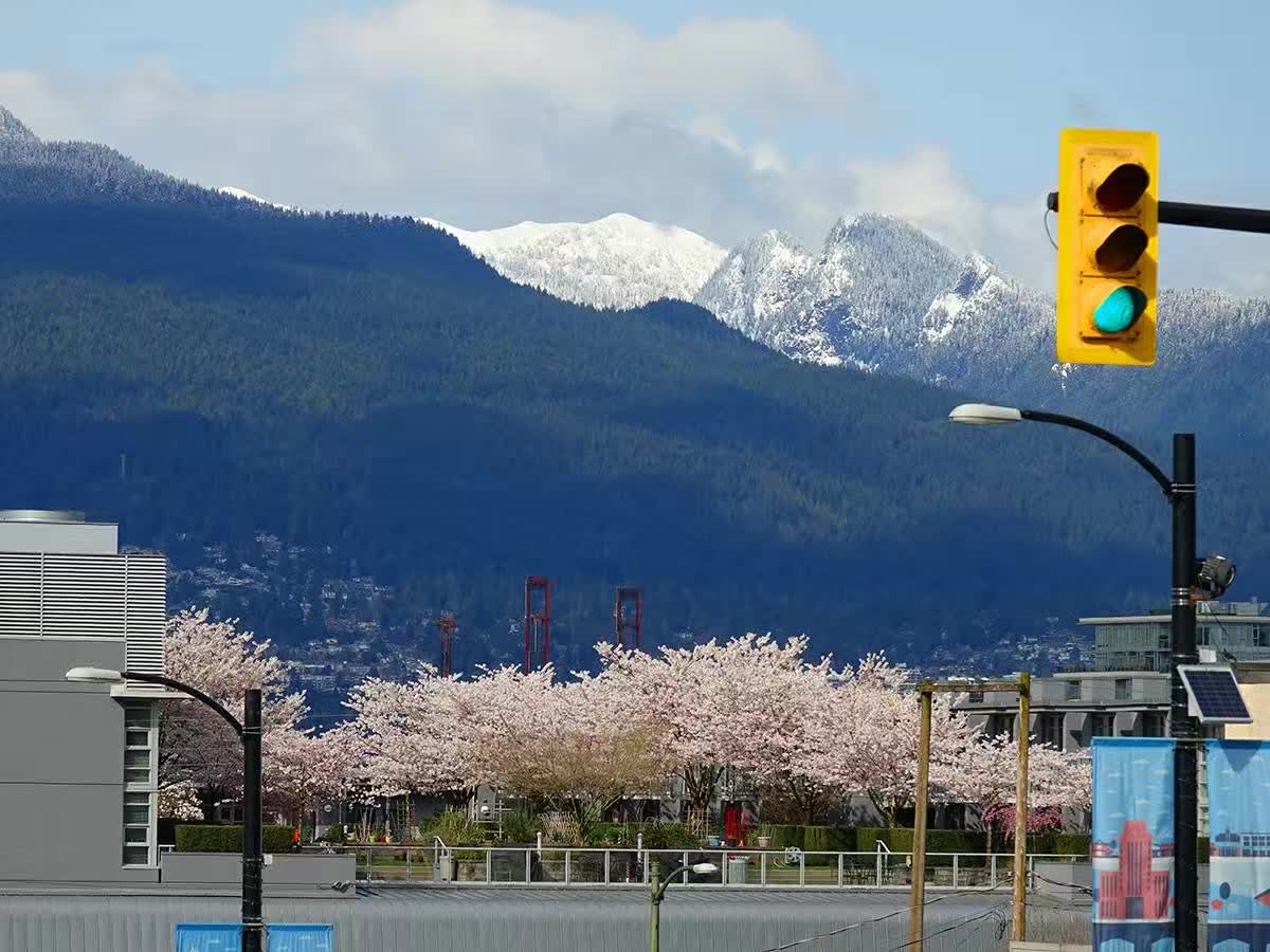 Vancouver Cherry Blossom Festival